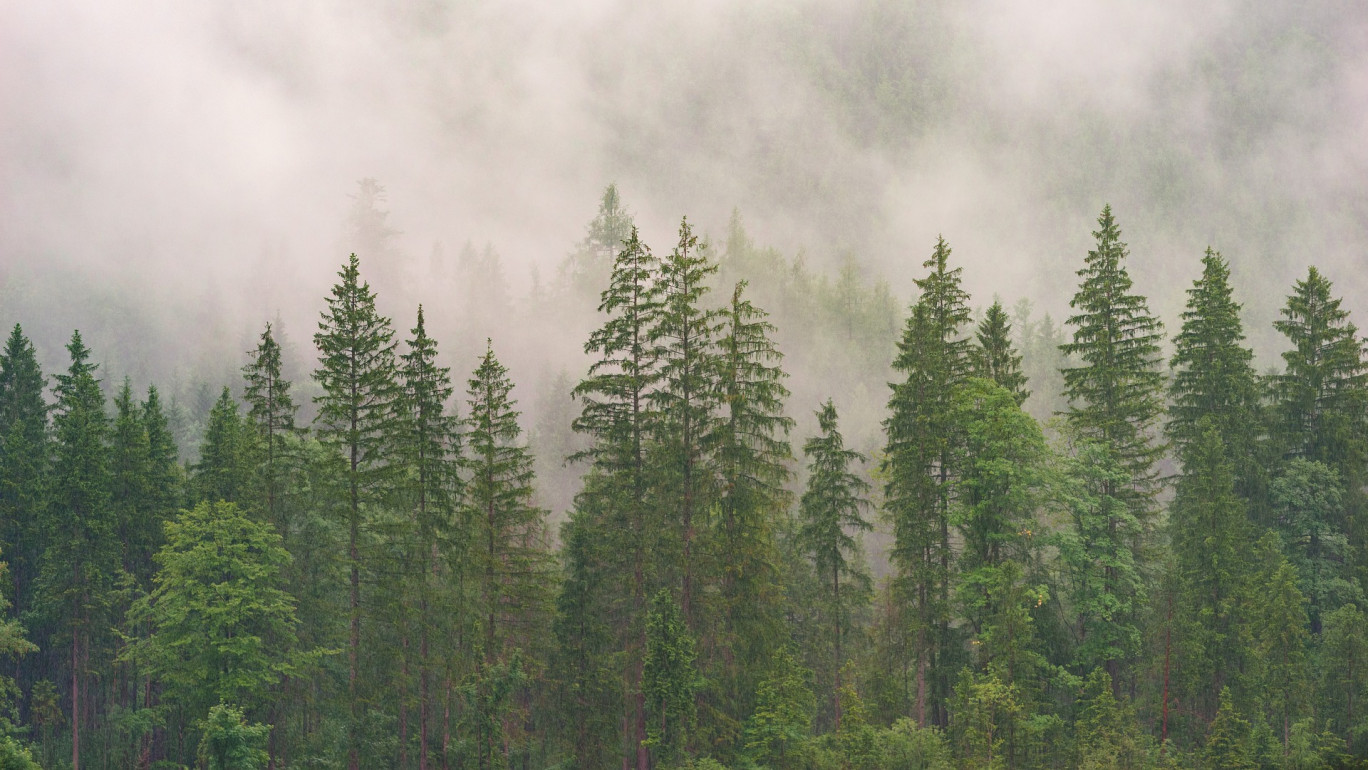 Plantation de 2 000 sapins pour reconstituer le petit boit dans la forêt de Verdun