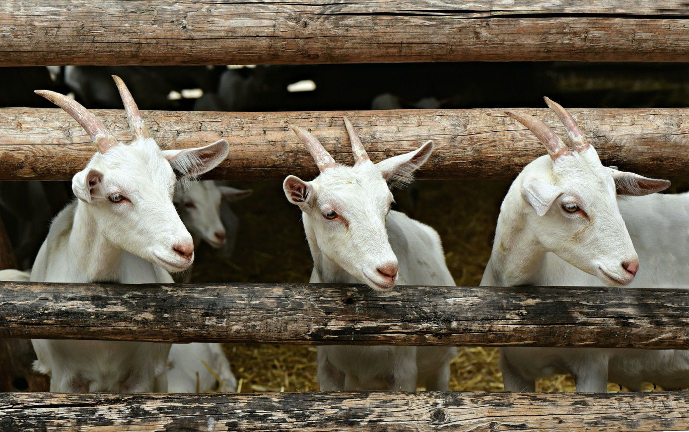 La ferme Vlaemynck propose désormais du woofing à Rupt-sur-Moselle