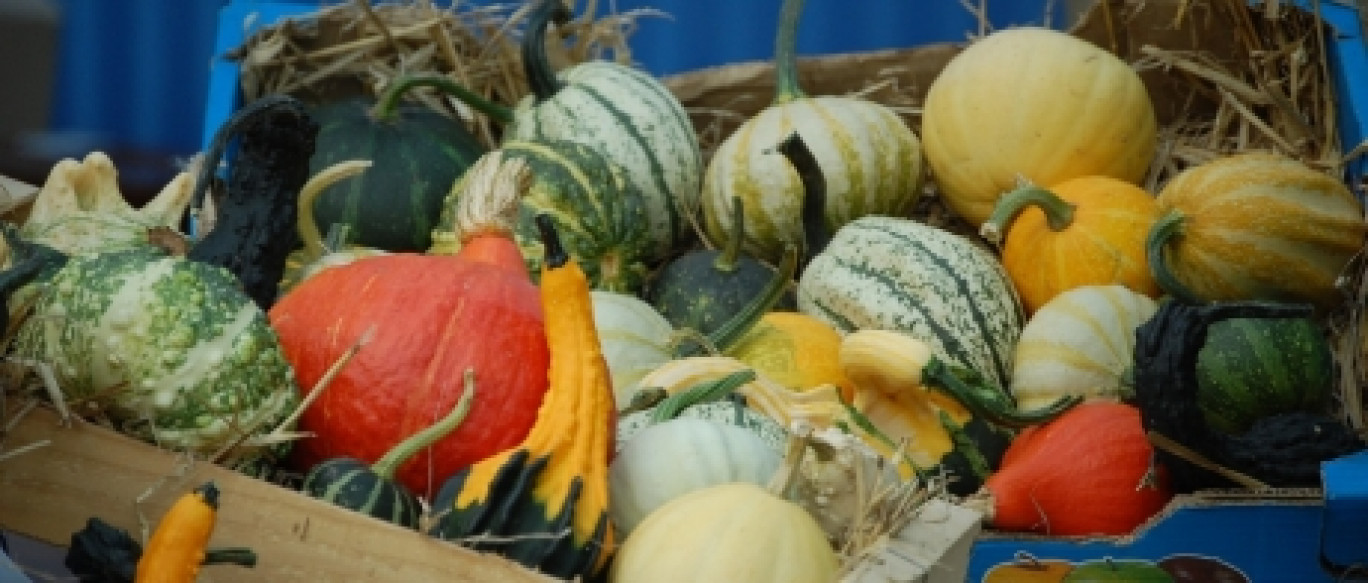 La fête des bulbes au Jardin pour la Paix de Bitche revient pour une 17e édition