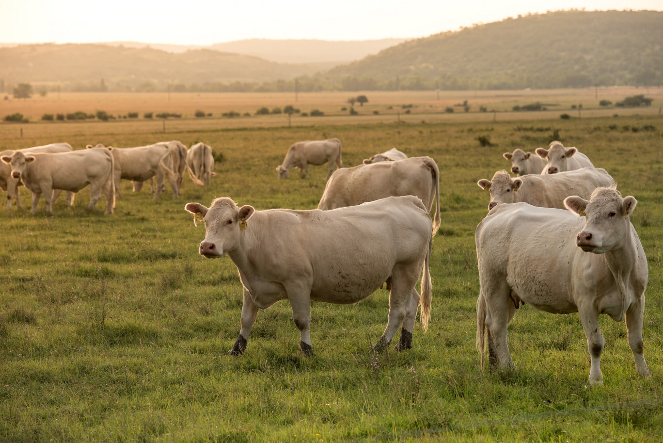 Soutien à l'investissement d'adaptation des exploitations d'élevage