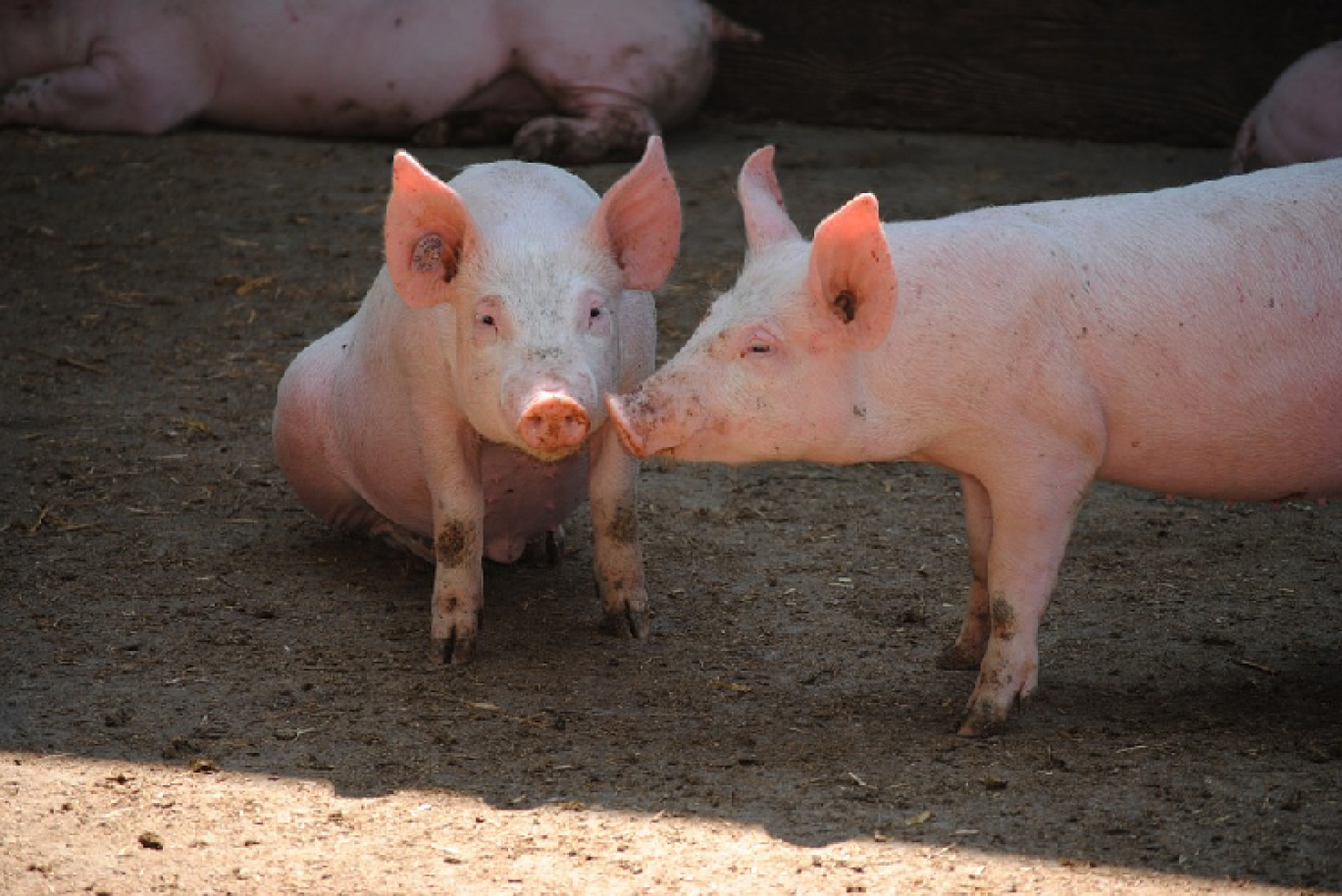 Crise porcine en Meuse : Une Aide d'urgence pour les éleveurs en fortes difficultés financières