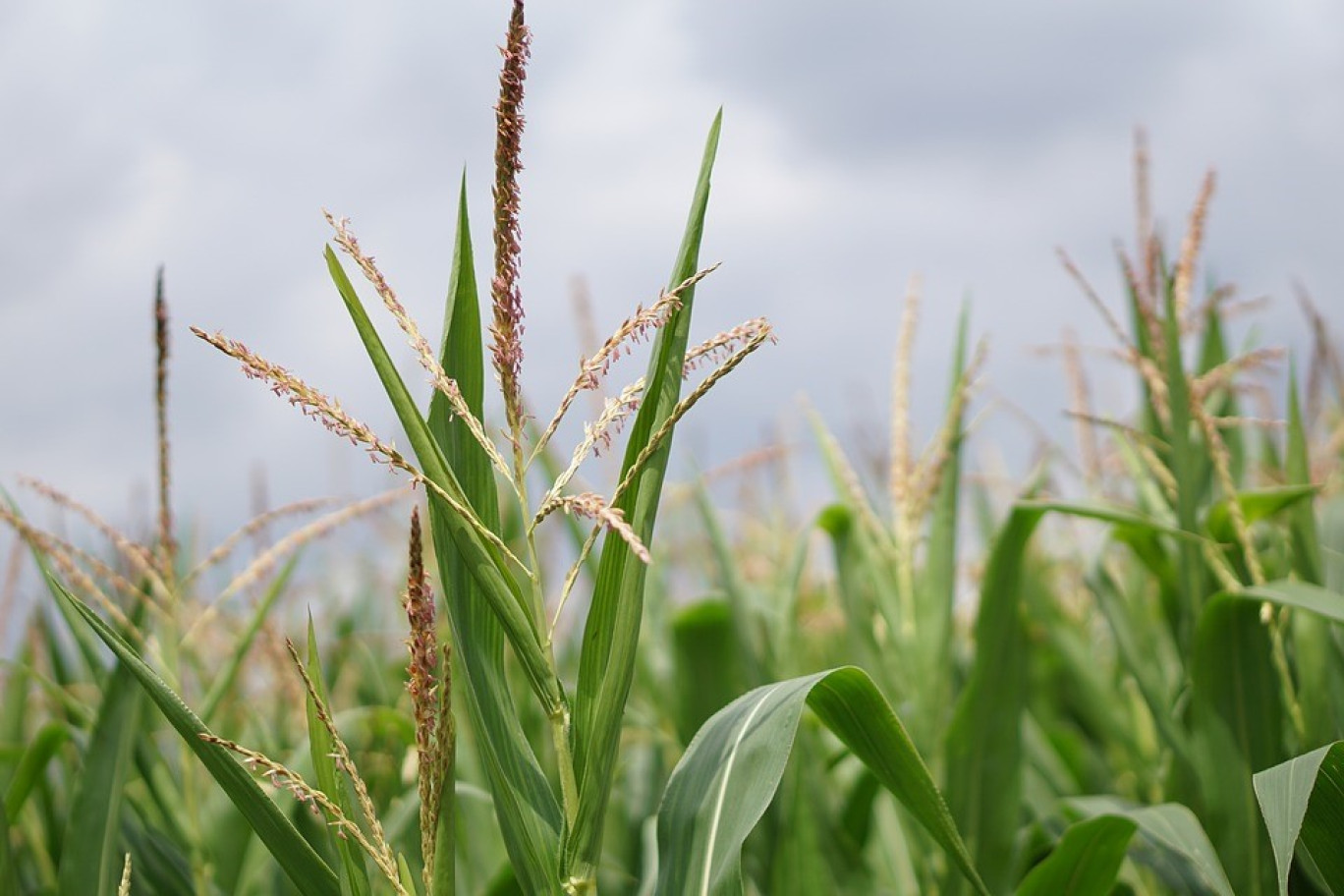 Dans son rapport de fin juin, la Cour des comptes assure que «la politique de soutien à l’agriculture biologique reste insuffisante.»