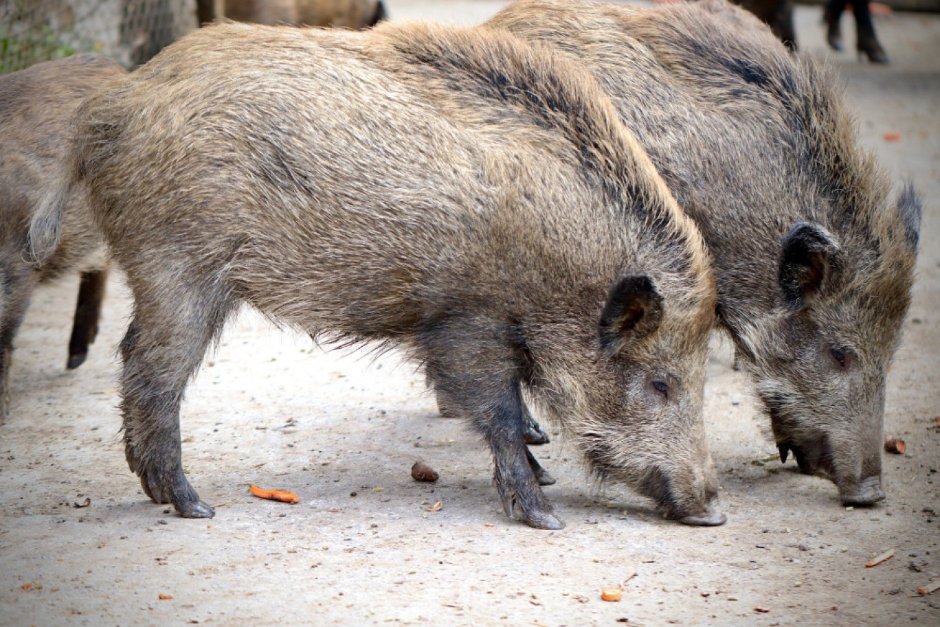 Destruction du sanglier, nouvel arrêté pour réglementer les tirs de nuit