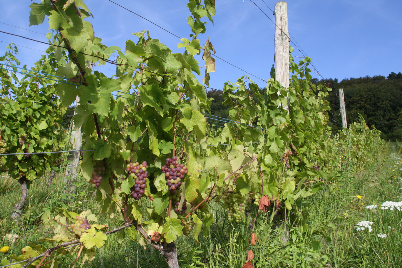 L’oïdium attaque les vignes du Toulois