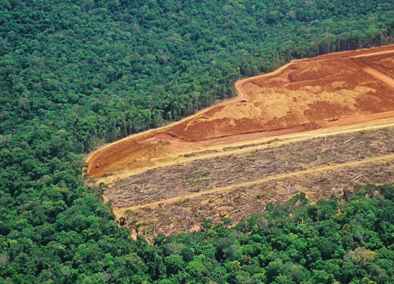 La déforestation, enjeu mondial