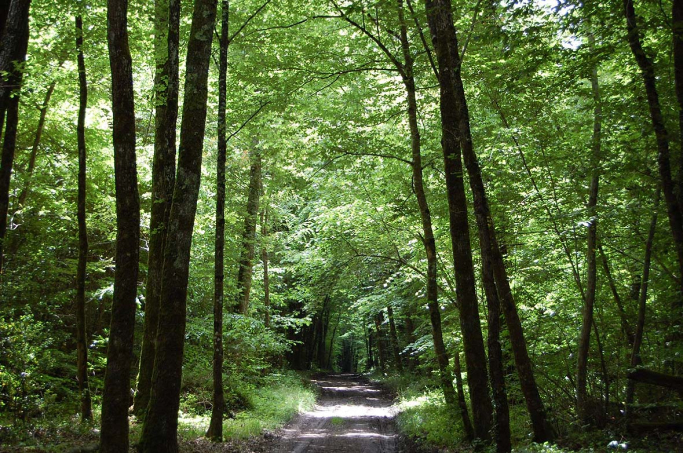 © : Forêts et Bois de l’est La coopérative forestière Forêts & Bois de l’Est s’unit à deux autres coopératives pour créer Forêt d’ici. Cette nouvelle entité sera lancée officiellement le 29 février à Nancy.