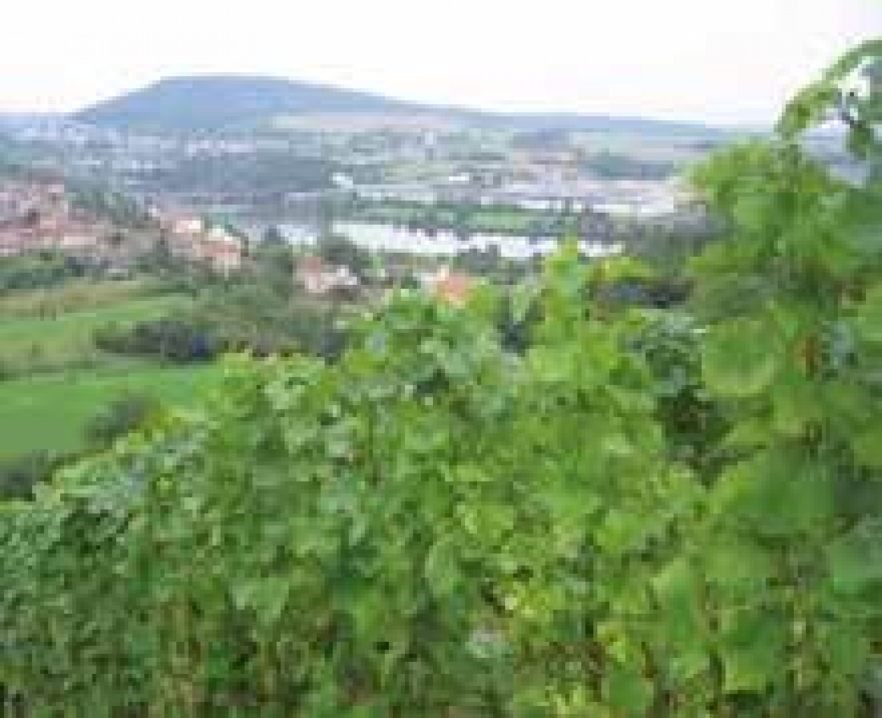 La vigne lorraine en lice au Concours Général Agricole en février.