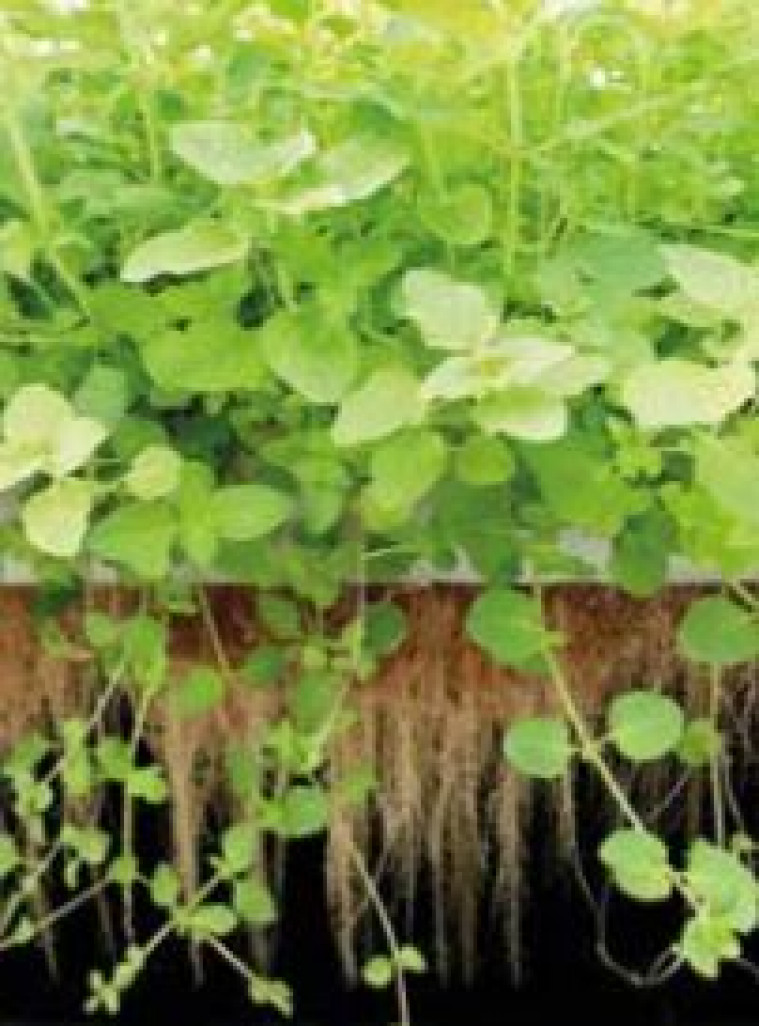 La production innovante d’extraits de plantes comme acteur économique.