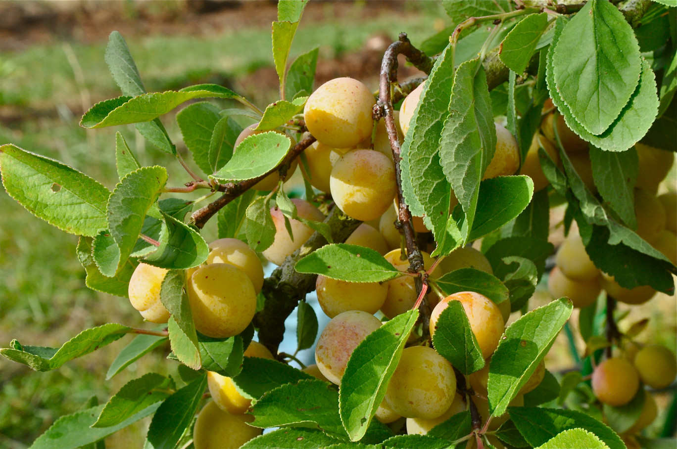 Le fruit d’or de Lorraine est à maturité.