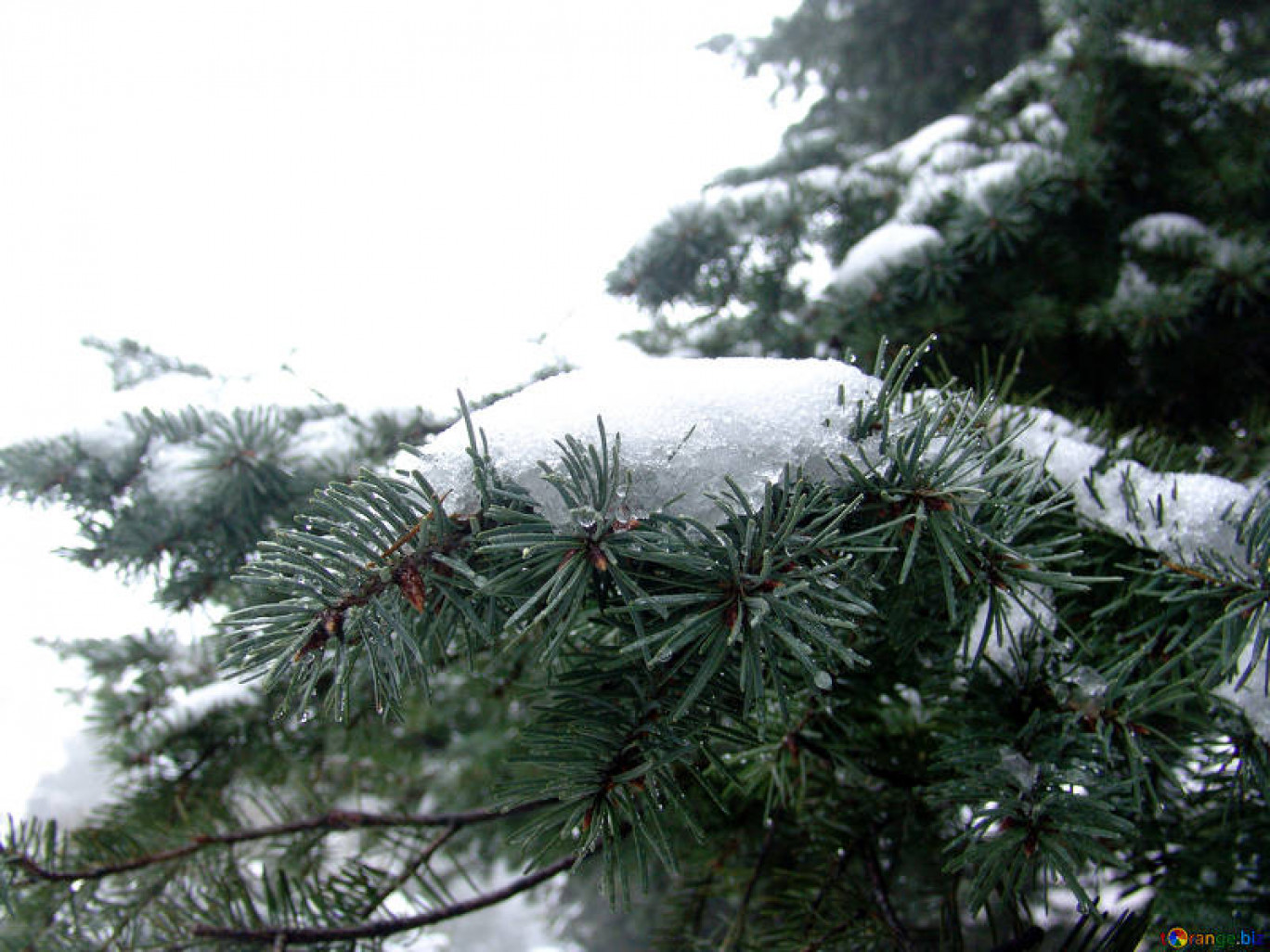 Free picture (Spruce branches with snow caps and drops) from https://torange.biz/spruce-branches-snow-caps-drops-398