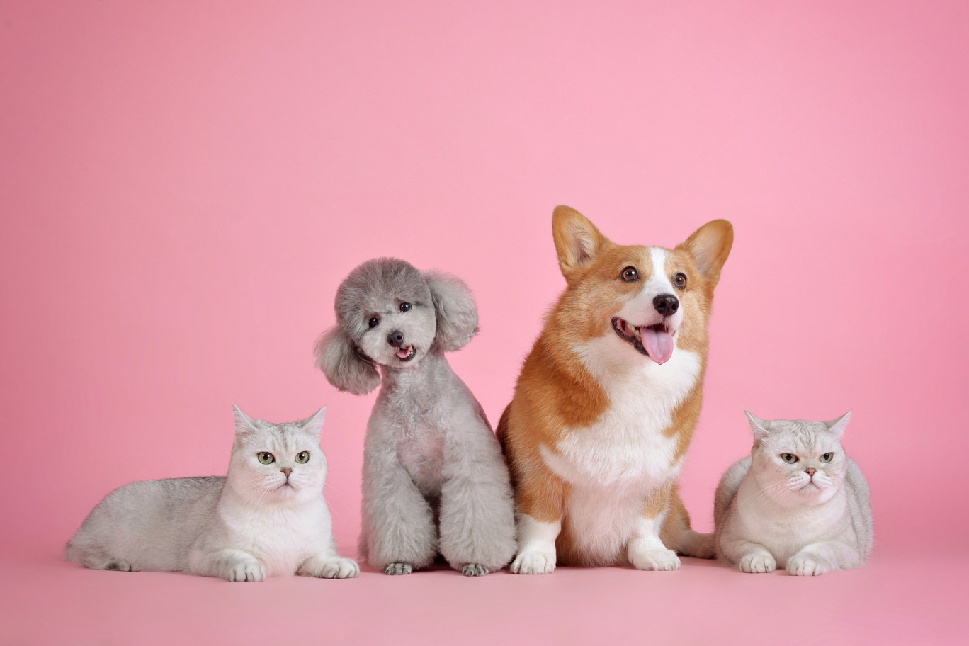 Truffes Dorées : des friandises « Healthy » pour chiens et chats