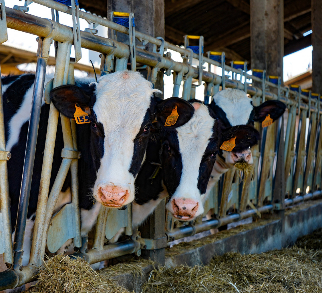 Formation sur l’acupuncture animale