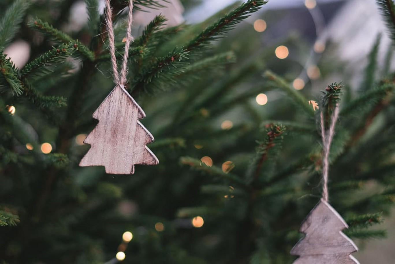 Une alerte sur la situation des sapins pectinés