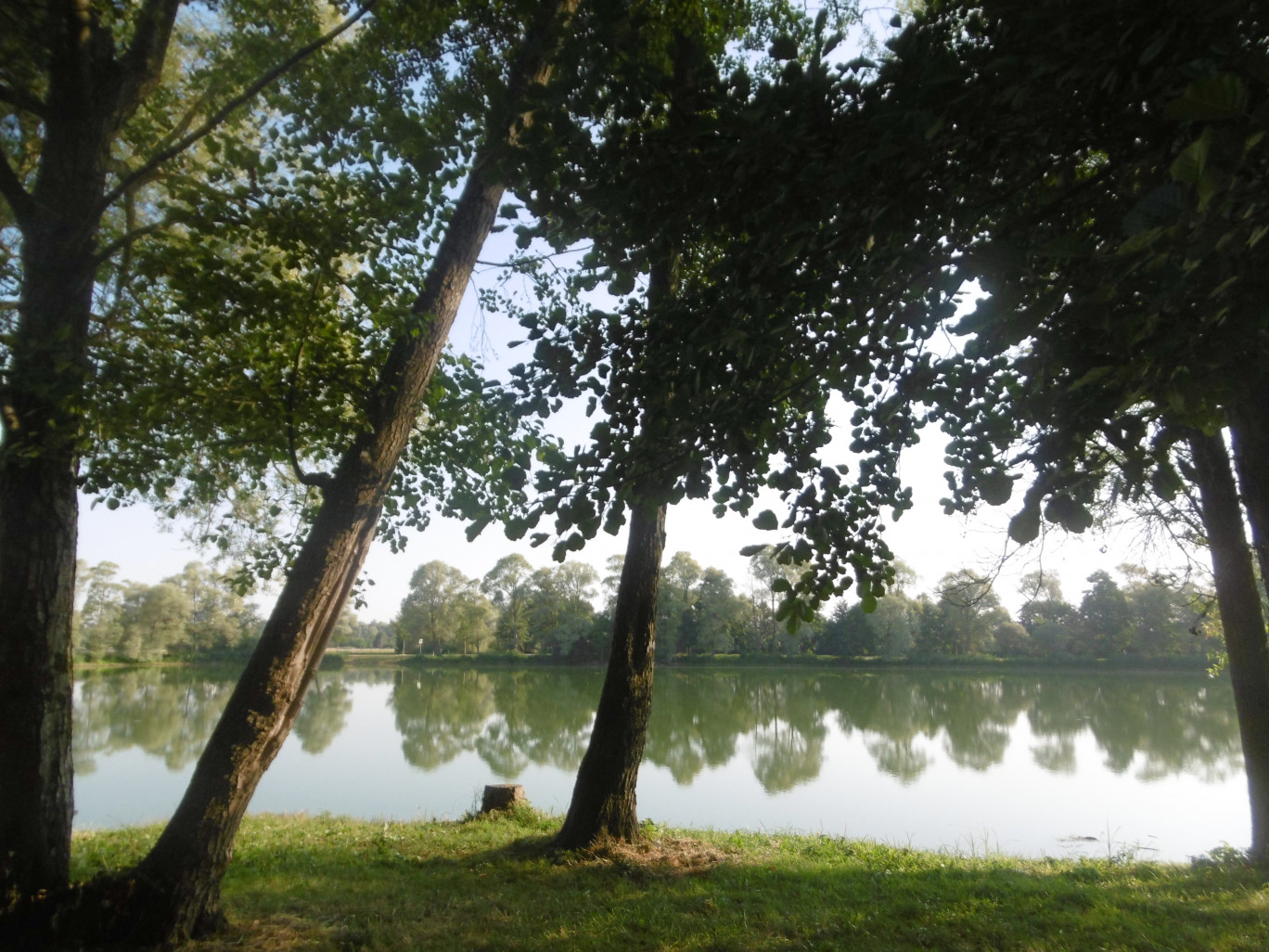 La forêt lorraine passe au vert