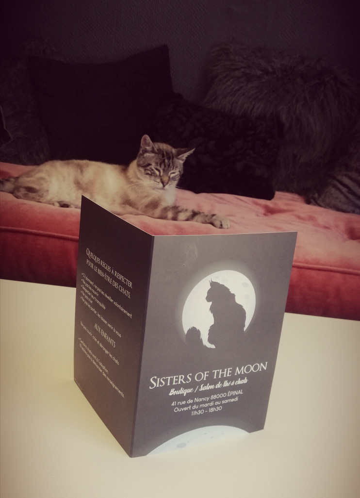 Doté de canapés et d’une bibliothèque, Sisters of the Moon permet à ses clients de se reposer, lire, et jouer au piano en compagnie des chats.