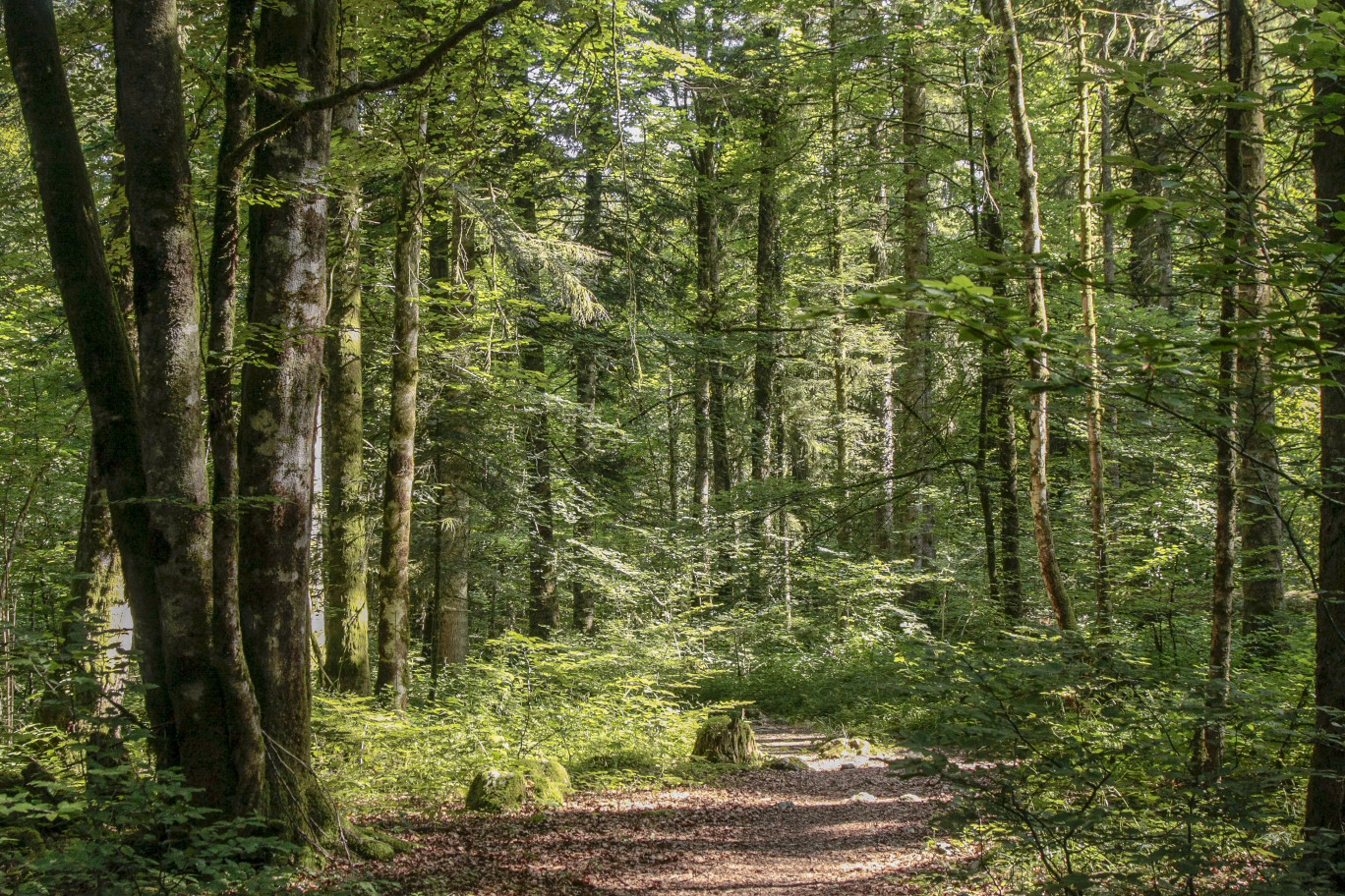 Le baromètre de la filière forêt-bois Grand Est