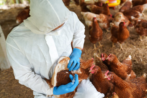 L'influenza aviaire en Meuse : zone de contrôle levée et vigilance maintenue