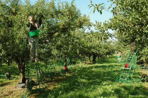 Mirabelles en récolte